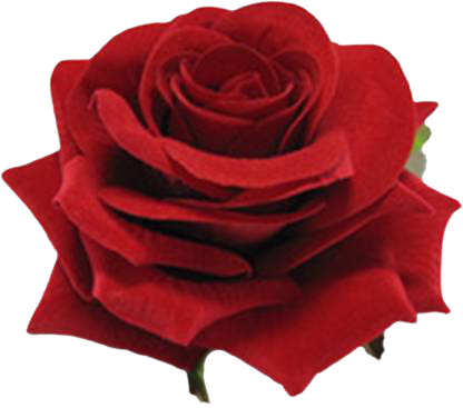 Foxy.in : Buy WishCare Pure & Natural Kannauj Rose Water - Steam ...